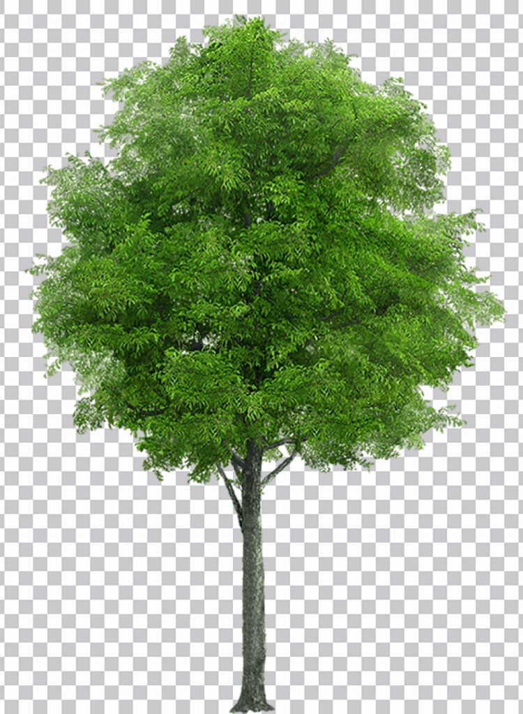 Árvore Com Folhas Verdes Transparente Imagens Png