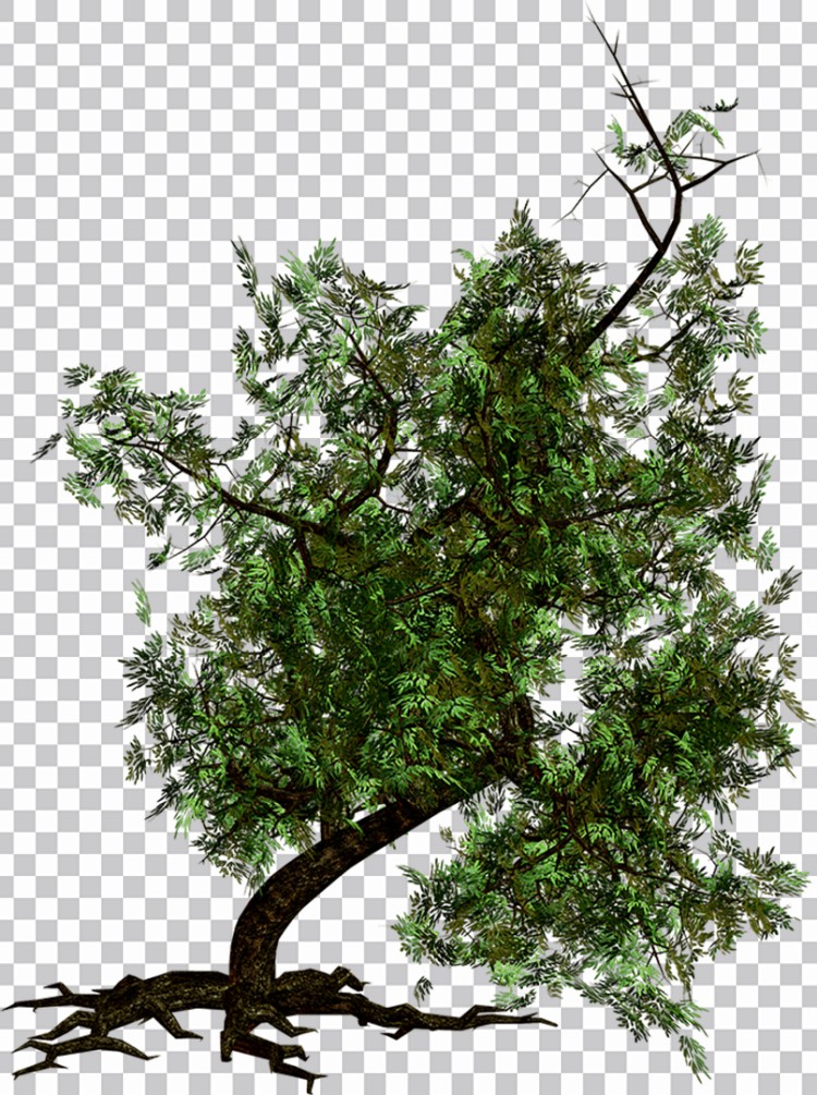 Árvore Com Folhas Verdes Transparente Png Imagens