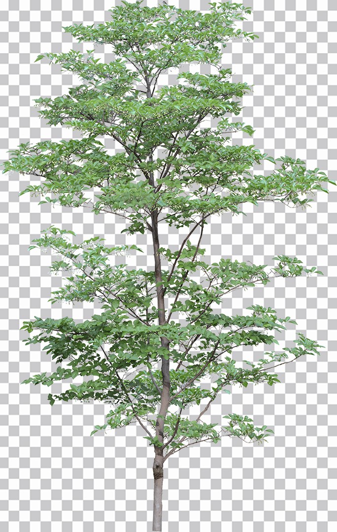 Árvore Com Muitas Folhas     Png Imagens