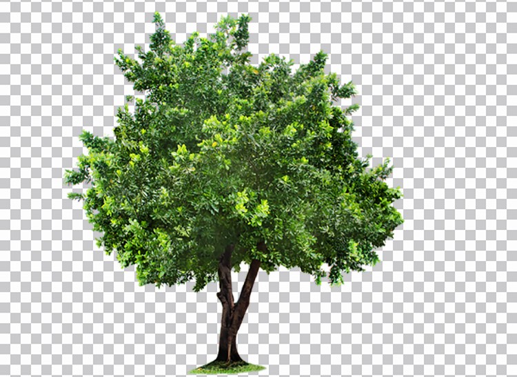 Árvore Grande Com Folhas Verdes      Png Imagens