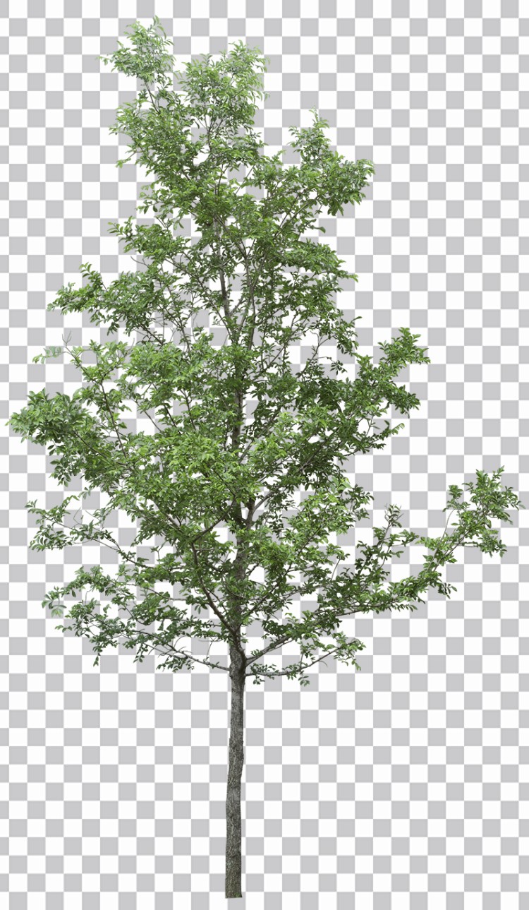 Árvore Longa Com Folhas Verdes Imagens Png Grátis