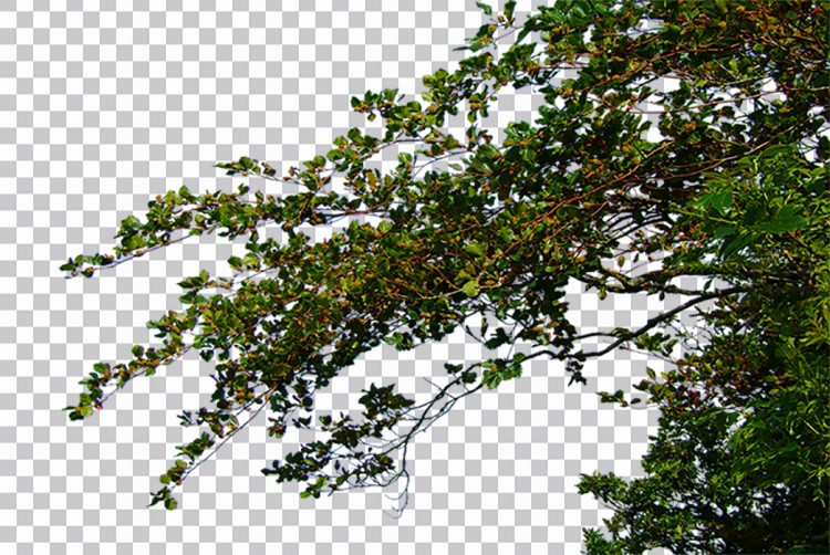 Árvore Transparente Imagens Png Baixar