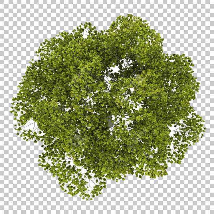 Árvore Verde Grande Com Folhas Hd Png Imagens