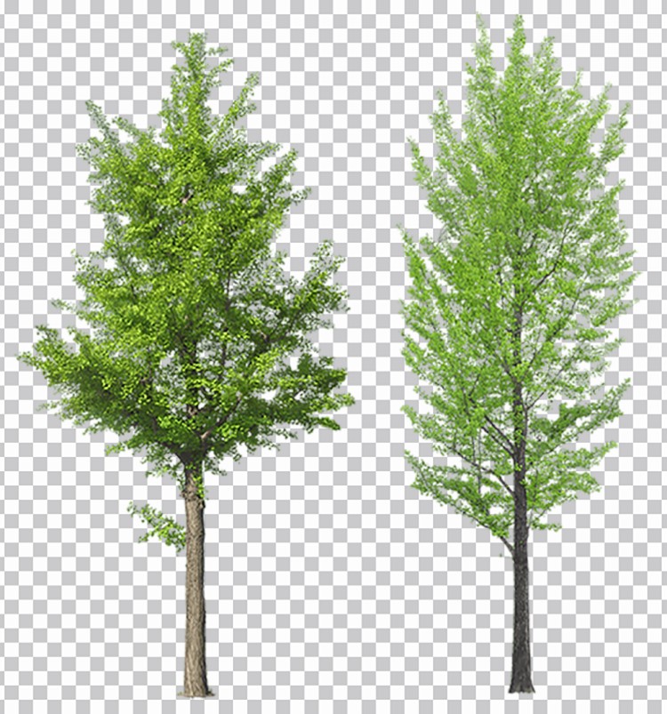 Casal De Árvores Com Folhas Verdes Png Imagens