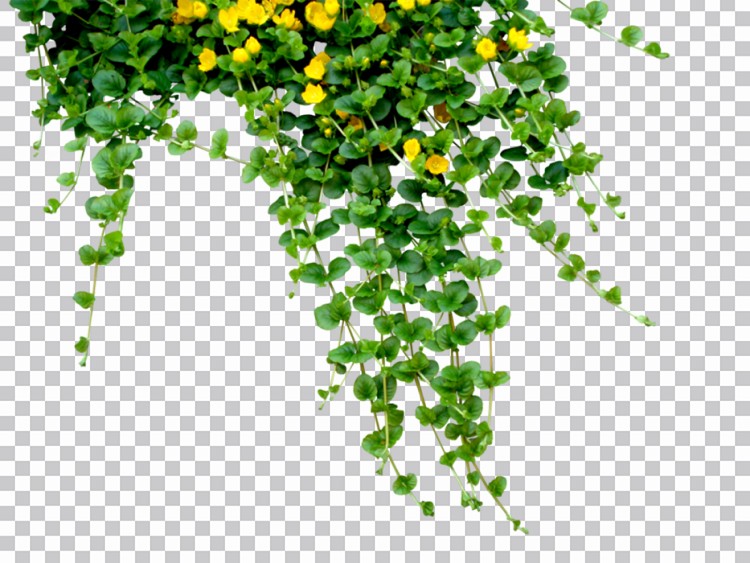 Imagens Png De Uma Planta Com Folhas Em Close Up