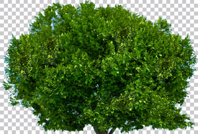Uma Árvore Com Um Monte De Folhas Verdes Png Imagens