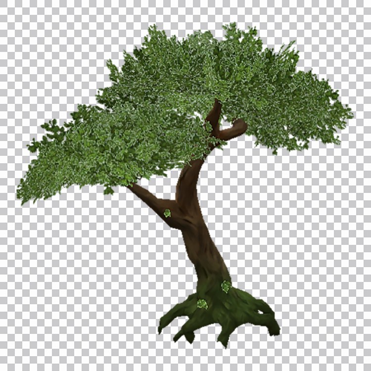 Uma Árvore De Folhas Verdes Na Cabeça Png Imagens